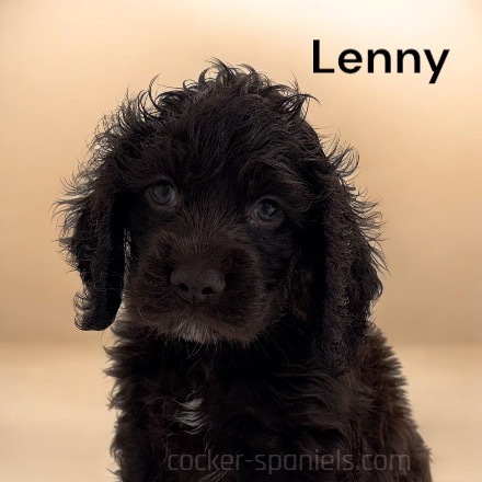 puppy, for, sale, Cocker Spaniel, Joe & Cherri  Overlease, dog, breeder, Miller, MO, dog-breeder, puppy-for-sale, forsale, nearby, find, puppyfind, locator, puppylocator, aca